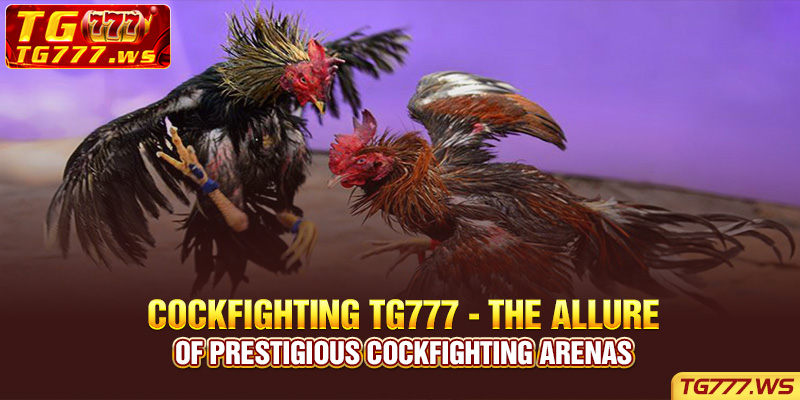 Cockfighting Lucky Cola - The allure of prestigious cockfighting arenas