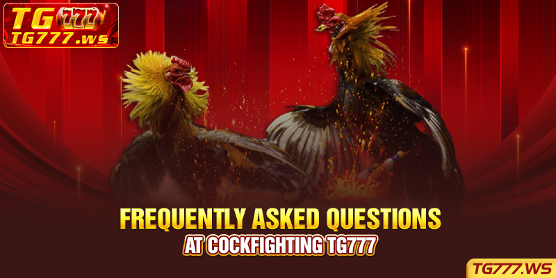  Frequently Asked Questions at Cockfighting Lucky Cola