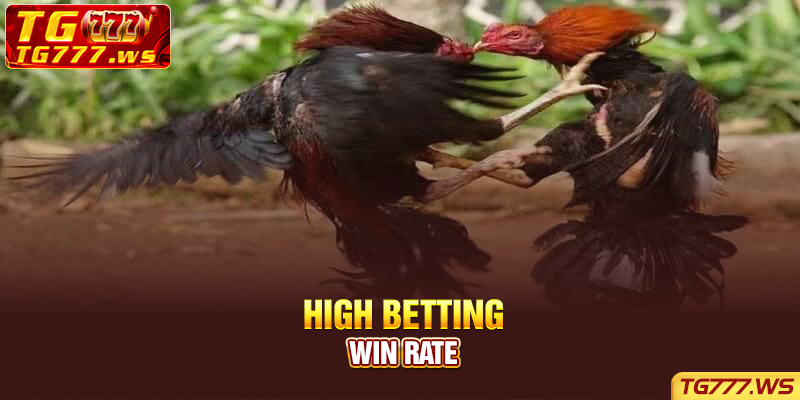 High Betting Win Rate