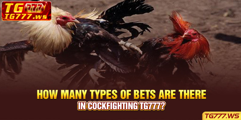 How many types of bets are there in Cockfighting Lucky Cola?