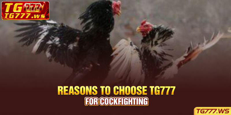  Reasons to choose Lucky Cola for cockfighting